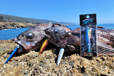 Rock Fishing from Shore with Fisherman's Life® Vertical Jigs